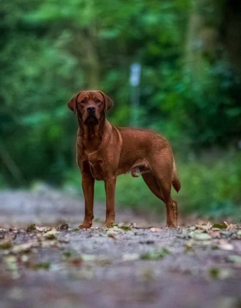 Polish 20241118 135954651