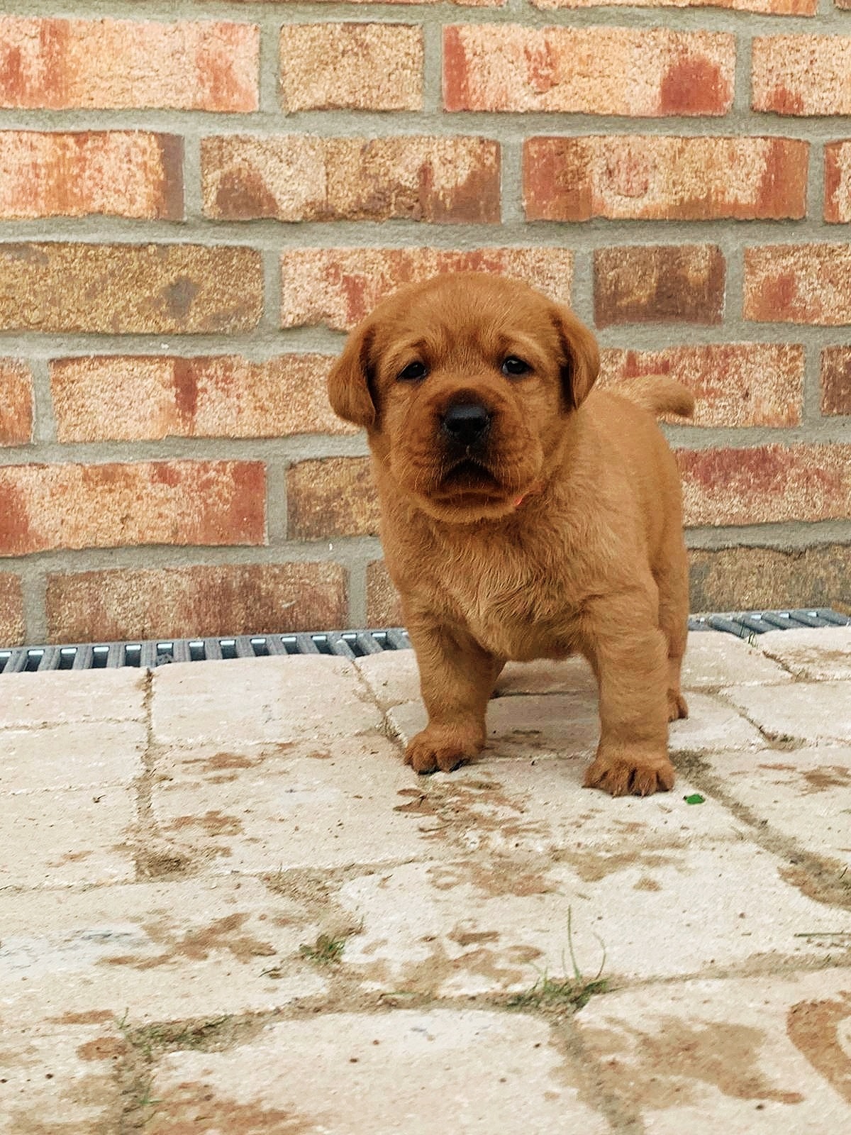 Polish 20251108 125056035