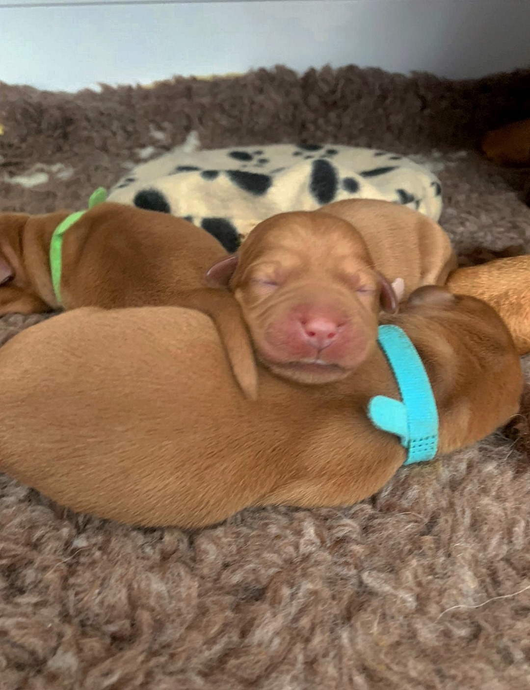 Polish 20251111 172822050