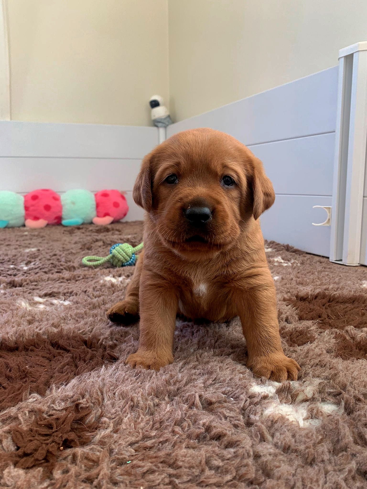 Polish 20251111 173340295