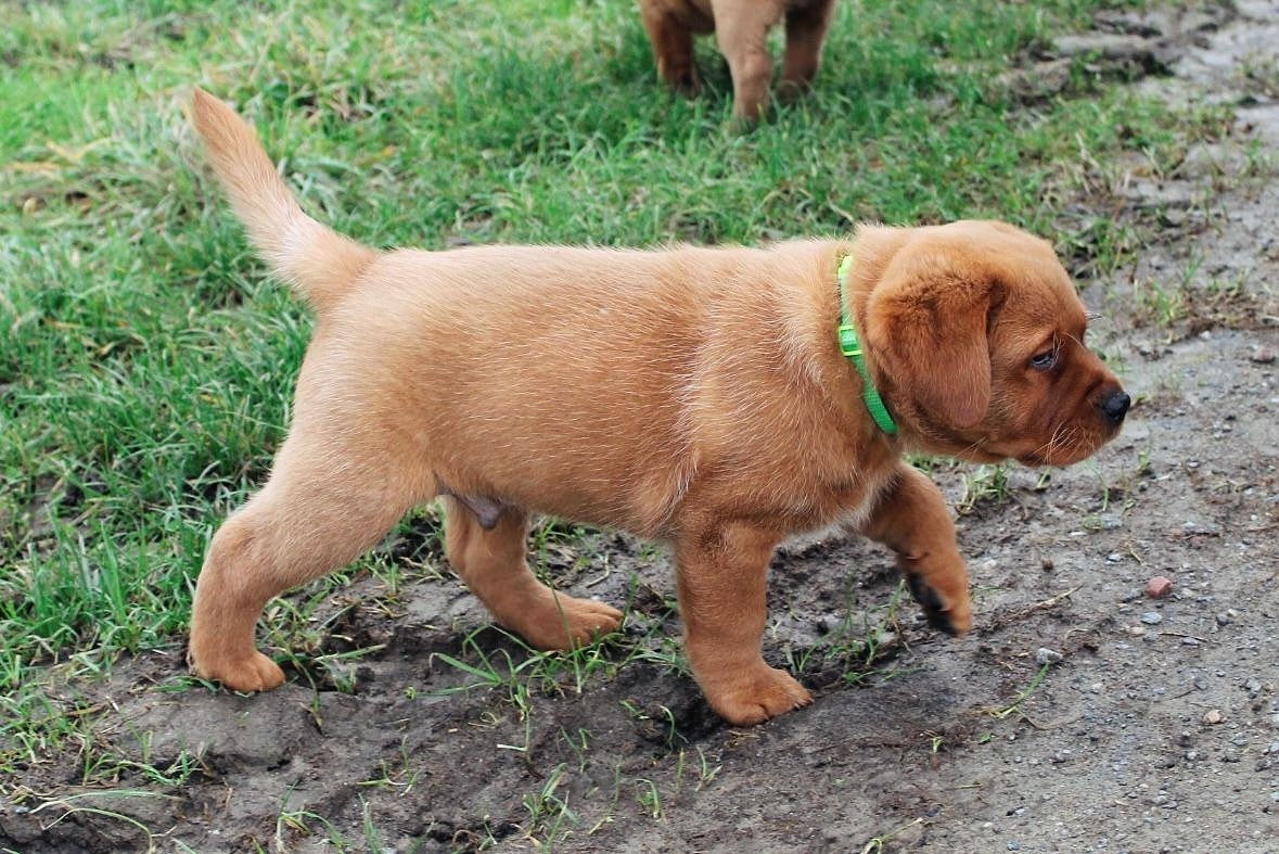 Polish 20251123 081233308