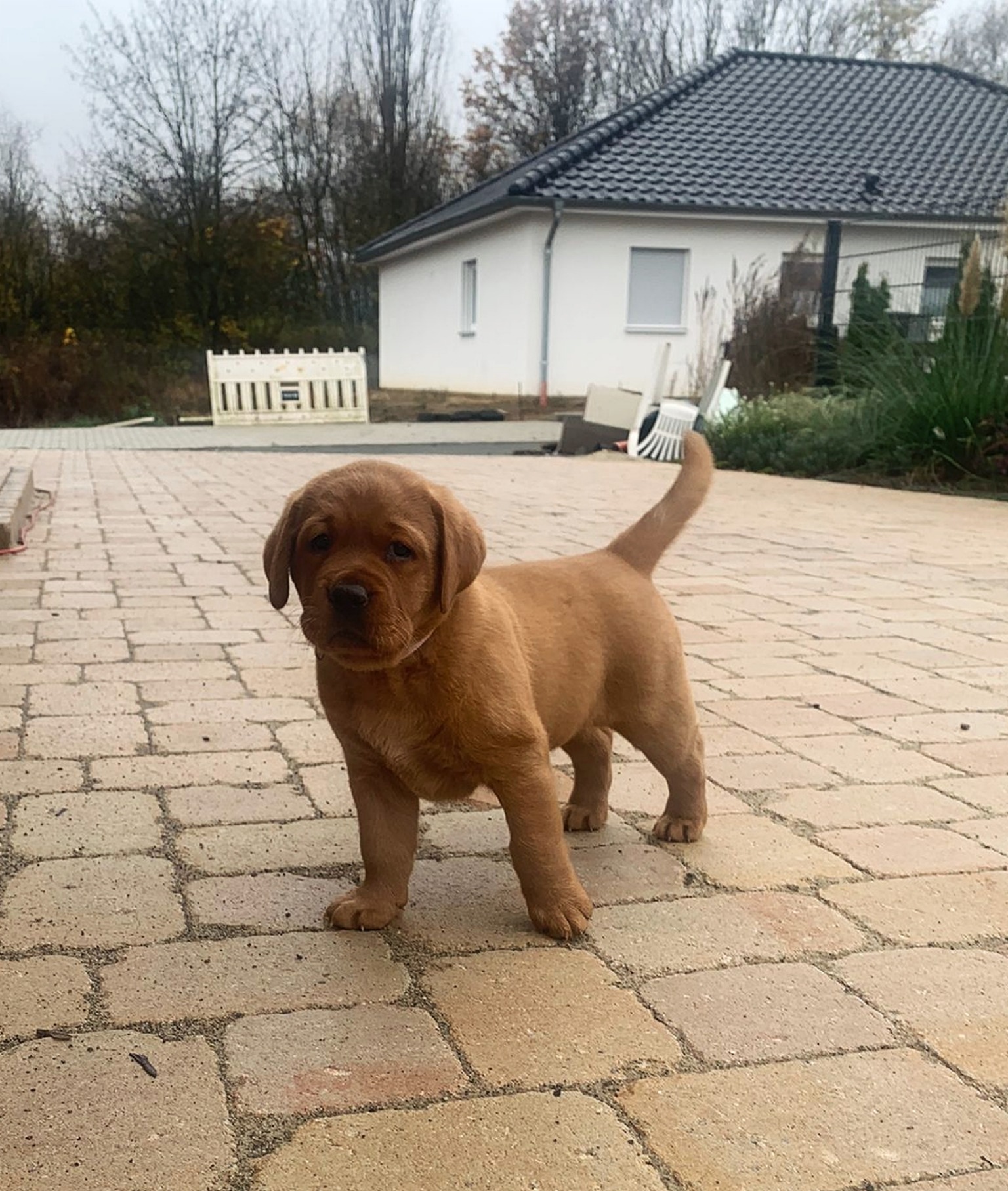 Polish 20251123 081530369