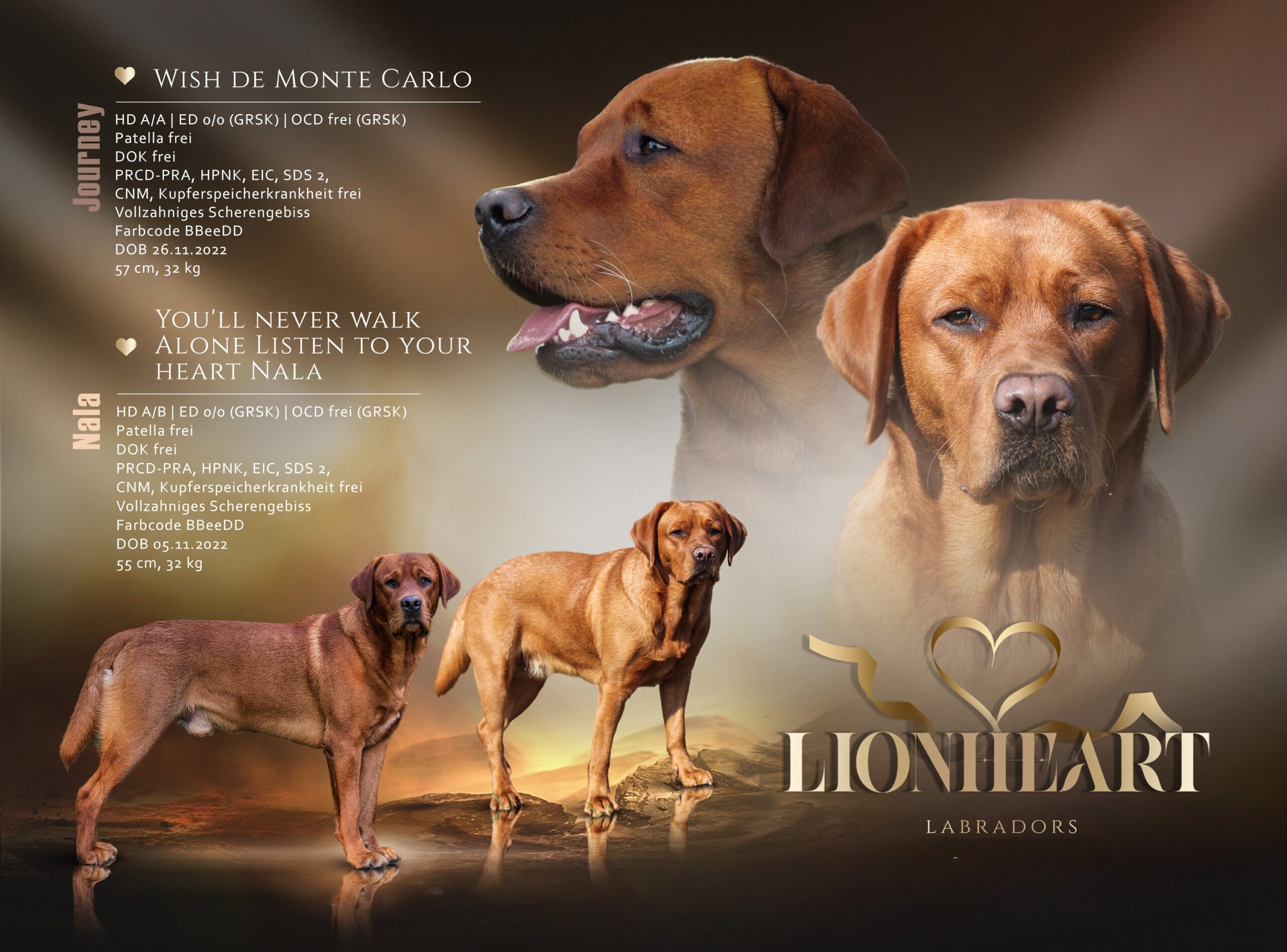 Wurfankündigung nala und journey 2025(1)