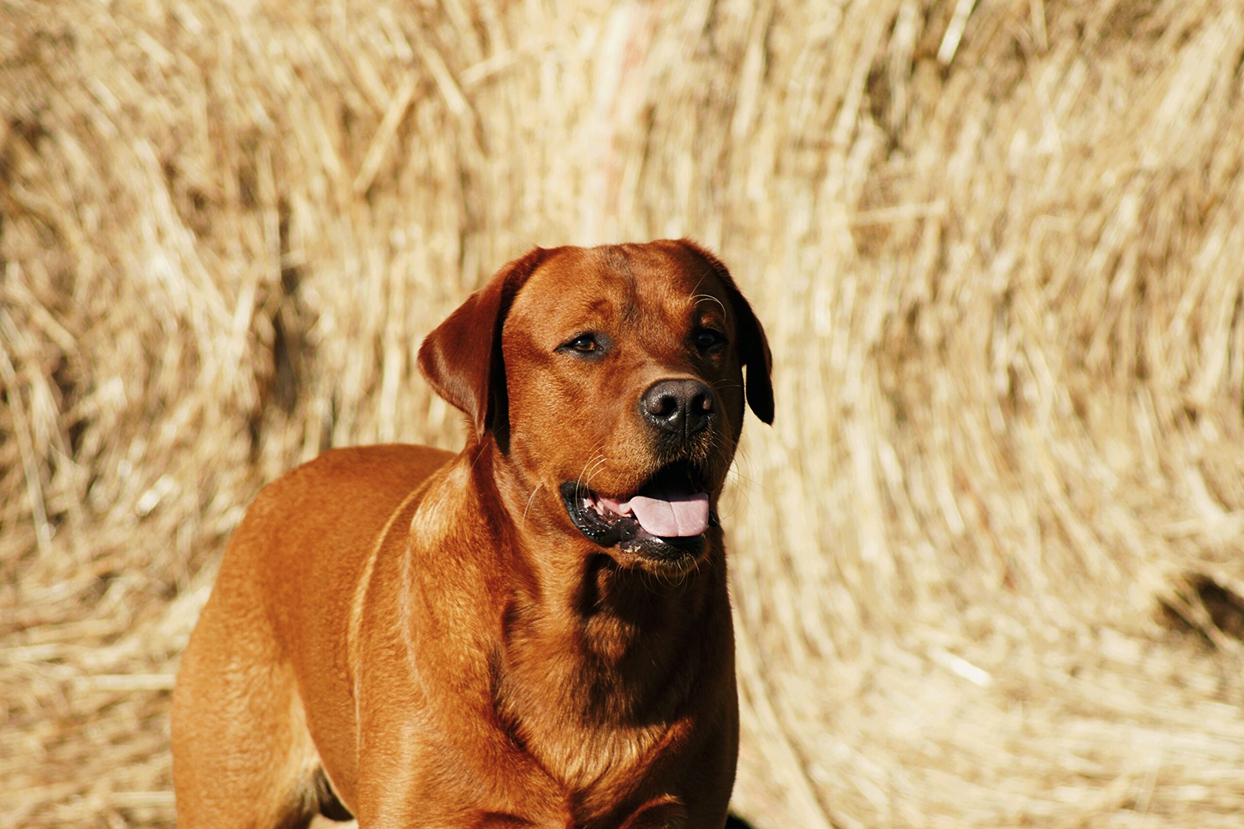 Polish 20250721 171247063