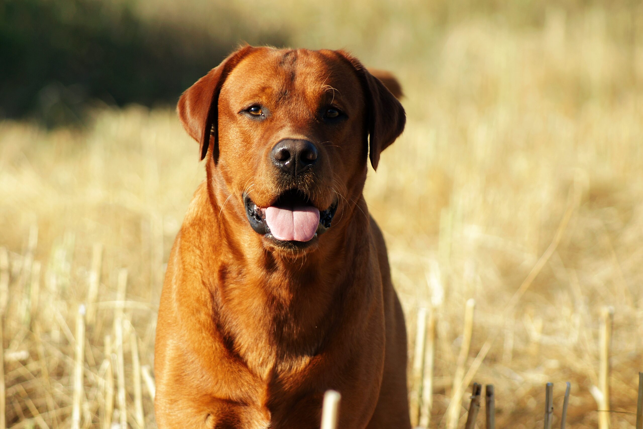 Polish 20250723 165821756