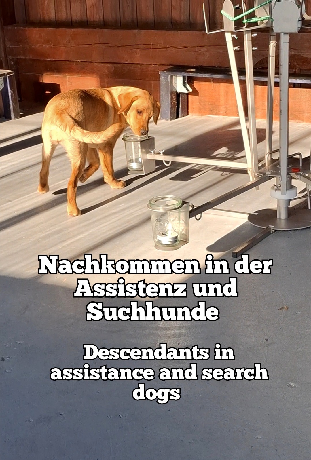 Nachkommen Assistenz und Suchhunde